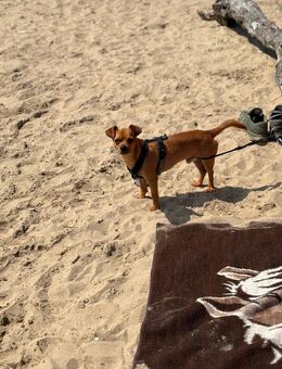 Pinscher mix in Liebevolle Hände abzugeben - Bad Schwartau