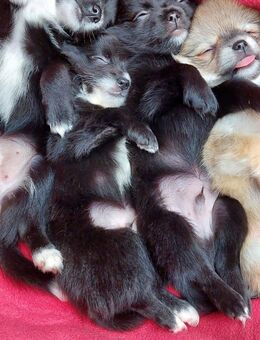 4 kleine Kuschelbärchen chihuahua mix welpen (pomchi) - Mörfelden-Walldorf