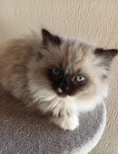 4 Zauberwesen suchen ab Mitte Januar ihr neues Personal in 61194