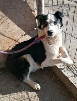 Sam, ängstlich und unsicher - Bonndorf (Schwarzwald)