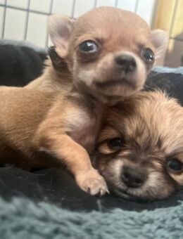 Kleine Chihuahua Rüden - Düsseldorf