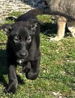 NALA - schwarze Schönheit sucht Zuhause! - Korschenbroich