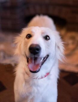 goldene Lady sucht Zuhause - Augsburg