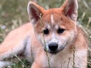 Akita Inu Welpen - Leezen (Mecklenburg-Vorpommern)