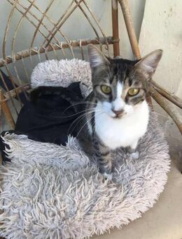 Greta aus dem Tierschutz - Grevenbroich