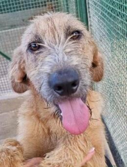 RON - Lieber Hundejunge sucht sein Glück - Sulzbach-Laufen