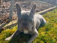 Französische Bulldogge 2 Jahre alt - Ulm