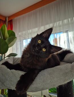 Maine Coon Kätzchen schwarz sucht ein liebevolles Zuhause - Hörselberg-Hainich