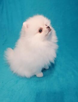 Reinrassiger Pomeranian Boo Rüde - Bad Rappenau