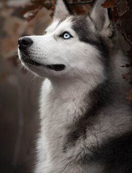 Ich suche einen Husky - Coesfeld