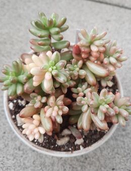 Sukkulente: Sedum Rubrotinctum Aurora (Pink Jelly Bean) - Troisdorf