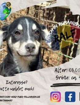 RALF - möchte lebenslang kuscheln - Waakirchen