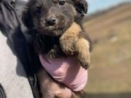 Welpe SILAS sucht liebevolles Zuhause - Neuberg