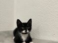 🐾 Wunderschöne Kitten abzugeben – 3 Mädchen & 1 Junge gechipt, geimpft & entwurmt 🐾 in 48624