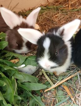 Zwergwidder Hasenbabys suchen ein neues Zuhause ** - Dingolfing