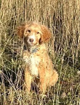 Labradoodle, ähnlich Goldendoodle Welpen abzugeben - Waldmünchen Zentrum