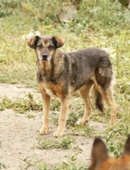 Birdy sucht ein einfühlsames Zuhause - München