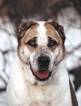 Chara❤️sucht ein Zuhause als Einzelhund - Rott (Inn)