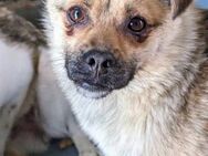 Süßer kleiner Rüde Dusty sucht Zuhause - Düsseldorf