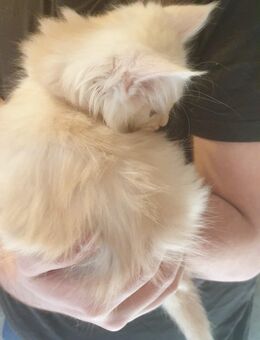 Maine coon Kitten - Gronau (Westfalen)