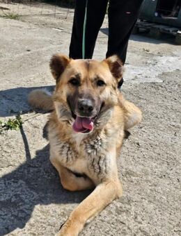 BUCK - großer Hund mit großem Herzen - Kempen