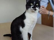 Poniente - ein Goldstück an Kater - Wilhelmsfeld