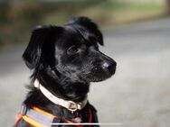 Lucy sucht neues zu Hause - Duisburg