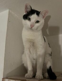 Dani; Wahrer Schatz mit Pechsträhne - Geilenkirchen