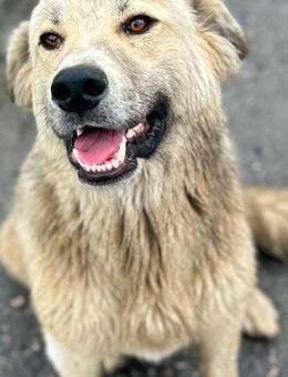 Mursik - Sanftmütiger Hundejunge - Mönchengladbach