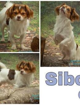 SIBO -liebevoll, fröhlich, anhänglich- - Duisburg