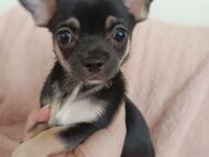 💙CHIHUAHUA WELPE ROCCO💙 - Homburg
