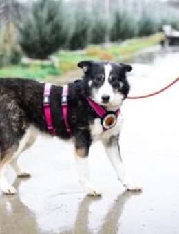 zaghafte Thali sucht geduldige Menschen - München