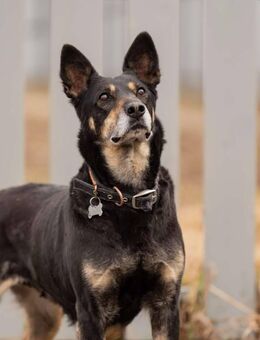 Kluge Dana sucht liebevolles Zuhause - Duisburg