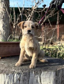 Anda - entzückendes Welpenmädchen - Köln