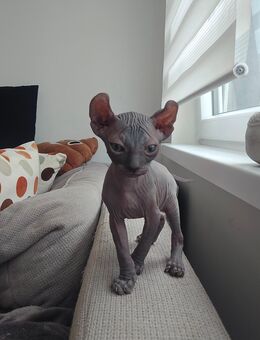 Sphynx-Kitten/Kater - Starkenberg