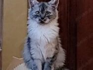 Sibirische Waldkatze Mix - Rostock Groß Klein