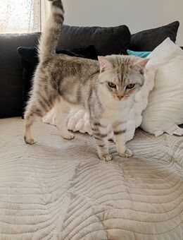 Junger BKH Kater abzugeben (9 Monate) - Herford (Hansestadt)