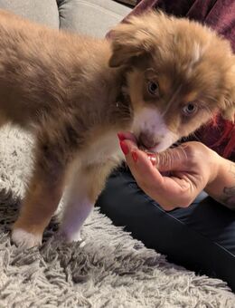 Australian Shepherd Welpen - Hemhofen
