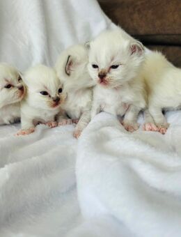 Heilige Birma Kitten Weihnachtswurf - Vaterstetten