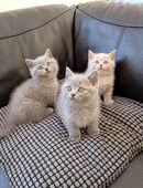 Drei wunderschöne BKH Kitten in Lilac und Grau in 51429