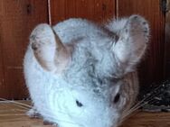 Chinchillas abzugeben - Müncheberg