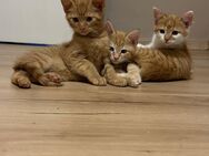 Süße Kitten abzugeben - Pfarrkirchen Zentrum