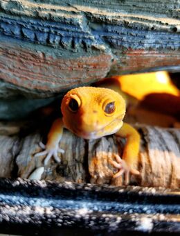 Leopardgecko Männchen abzugeben - Schweinfurt