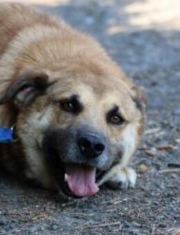 Dakom - freundlicher Rüde - Lohra