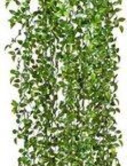Kunstranke Ruscushänger Blatthänger, Creativ green, Höhe 160 cm