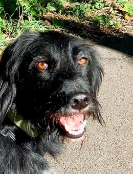 Elmo - sensibler Begleiter sucht Herzblatt - Anklam