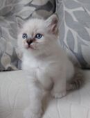 Heilige birma kitten in 45768