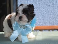 Yorkshire Terrier Welpe Ocean Pearl - Euskirchen