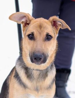 katzenverträglich junge Dina - Augsburg