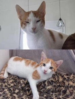 Juniper & Frechdachs suchen DICH! - Walluf